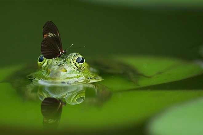 Lấy nét khi chụp macro